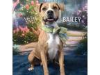 Adopt Ana a Pit Bull Terrier