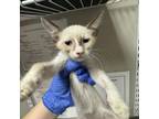 Adopt quinn a Siamese