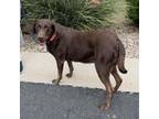 Adopt Josie (Courtesy Listing) a Chocolate Labrador Retriever