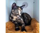 Adopt Carmen a Domestic Short Hair