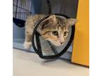 Adopt Ukulele a Domestic Medium Hair