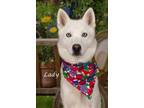 Adopt Lady a Husky, Shepherd