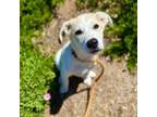 Adopt Hydrangea a Great Pyrenees, Australian Shepherd