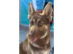 Adopt Vera a German Shepherd Dog