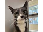 Adopt Padme a Domestic Medium Hair