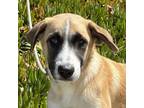 Adopt Baya a Anatolian Shepherd
