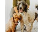 Adopt Donna 12018 a Standard Poodle
