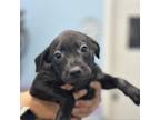 Adopt Louise a Mixed Breed
