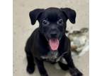 Adopt Tina a Mixed Breed