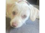 Adopt Meadow a Mixed Breed