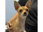 Adopt Squeaker a Mixed Breed
