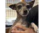 Adopt Sox a Mixed Breed