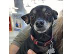 Adopt Pearl a Mixed Breed
