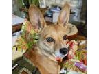Adopt Sass a Mixed Breed