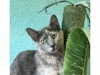 Adopt Aurorus a Domestic Short Hair