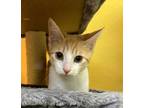 Adopt Velveeta a Domestic Short Hair