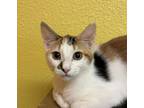 Adopt Butter Free a Domestic Short Hair