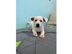 Adopt Kakuna a Labrador Retriever