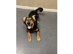 Adopt Kali a Shepherd