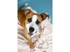 Adopt Shawna a Boxer