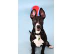 Adopt Aurora a Pit Bull Terrier