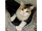 Adopt MARYANN a Domestic Medium Hair