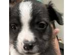 Adopt BETTY BOOP a Poodle