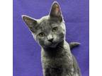 Adopt PRETZEL a American Shorthair