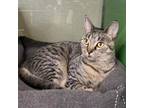 Adopt SARAH a American Shorthair