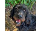 Adopt SASSY a Irish Wolfhound, Labrador Retriever