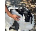 Adopt LONDON a Mixed Breed