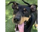 Adopt Moon - ECAS a Catahoula Leopard Dog, Doberman Pinscher