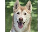Adopt Bear - ECAS a Siberian Husky