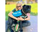 Adopt Nova a Cane Corso