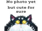 Adopt 407916 a Domestic Medium Hair