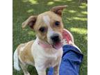 Adopt Naomi a Cattle Dog