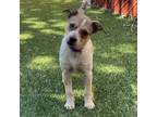Adopt Wynona a Cattle Dog
