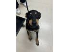 Adopt Gabriella a Doberman Pinscher