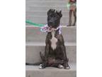 Adopt Gerda a Shepherd, Plott Hound