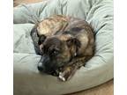 Adopt Anna a Shepherd, Plott Hound