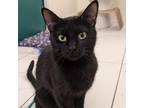 Adopt Midnight a Domestic Short Hair