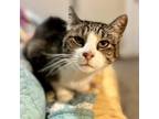 Adopt Dulce Chica a Domestic Short Hair