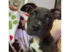Adopt Ellie a Pit Bull Terrier
