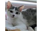 Adopt Coconut Cloud a Domestic Short Hair
