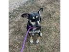 Adopt Palindrome a Australian Cattle Dog / Blue Heeler, Rat Terrier