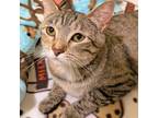 Adopt Forever Sunshine a Domestic Short Hair