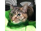 Adopt Reign a Domestic Short Hair