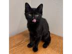 Adopt Vigdis a Domestic Short Hair