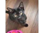 Adopt Nyx a Domestic Short Hair