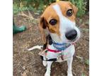 Adopt Jessie a Beagle